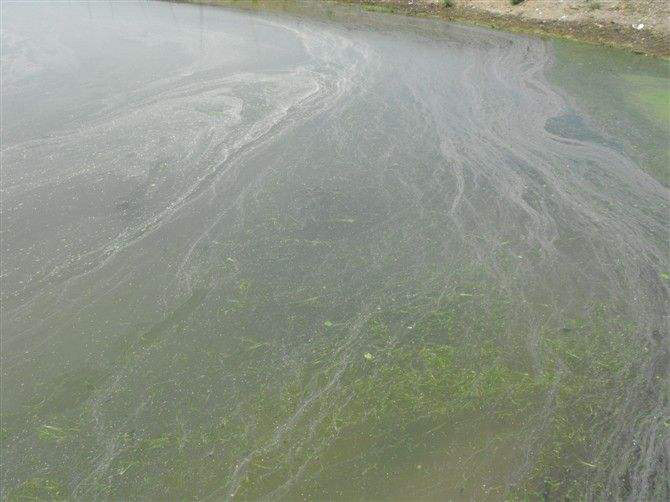 池塘消泡劑應(yīng)用場(chǎng)景 池塘消泡劑應(yīng)用場(chǎng)景